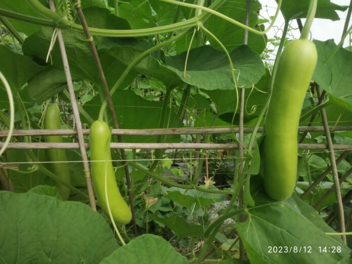 Kanak Burman Gourd | A Profitable Crop for Farmers